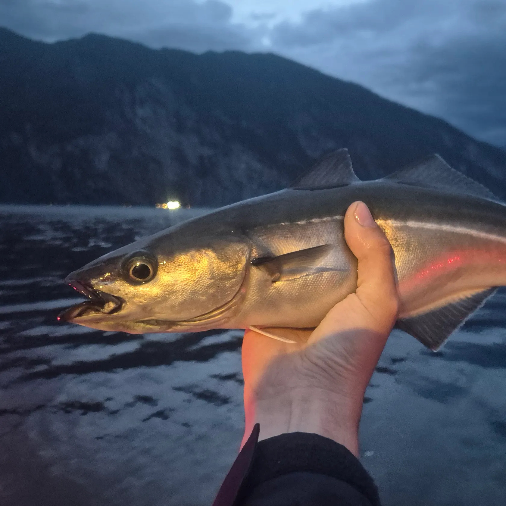 Atlantic pollock caught on Fishbrain