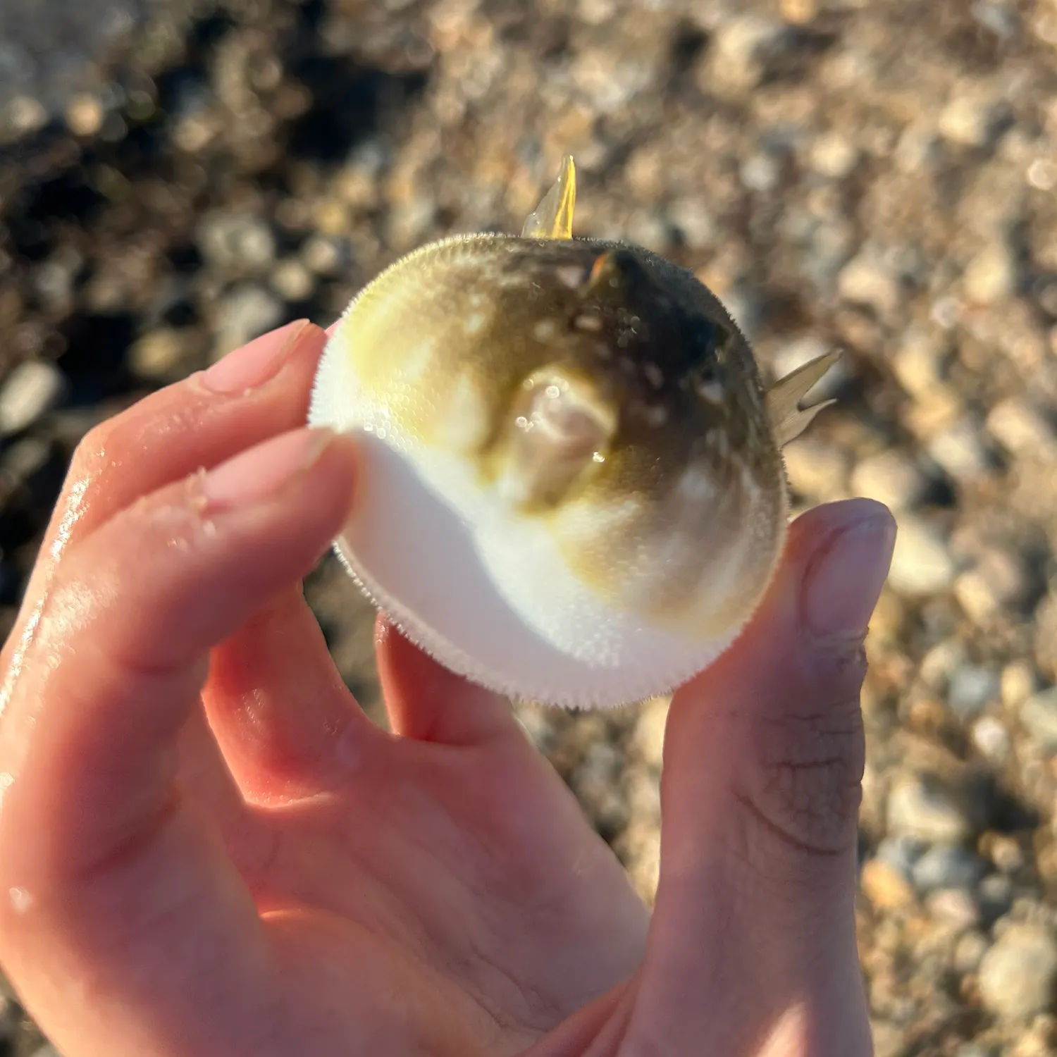 Northern puffer caught on Fishbrain