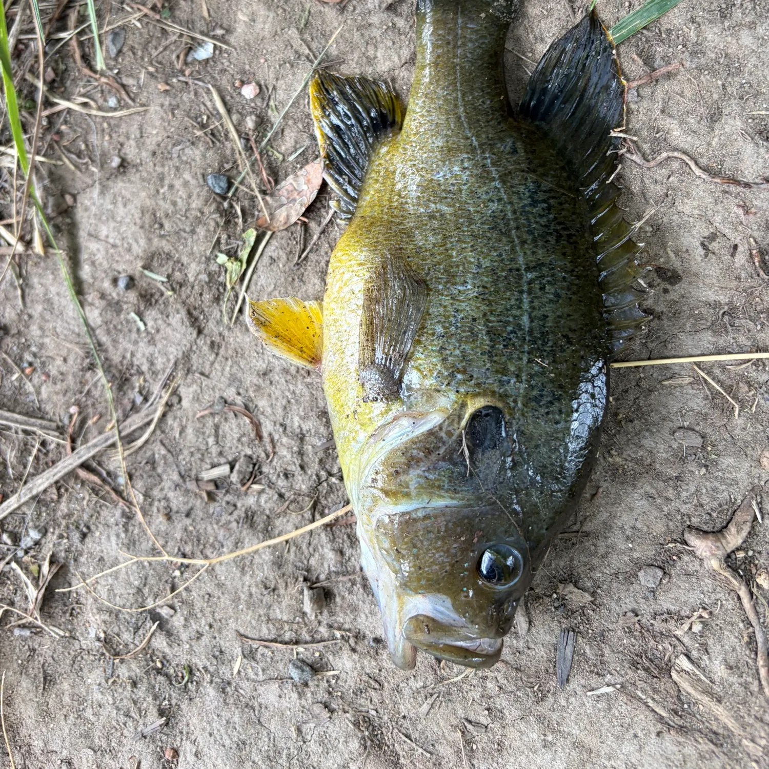 Green sunfish caught on Fishbrain