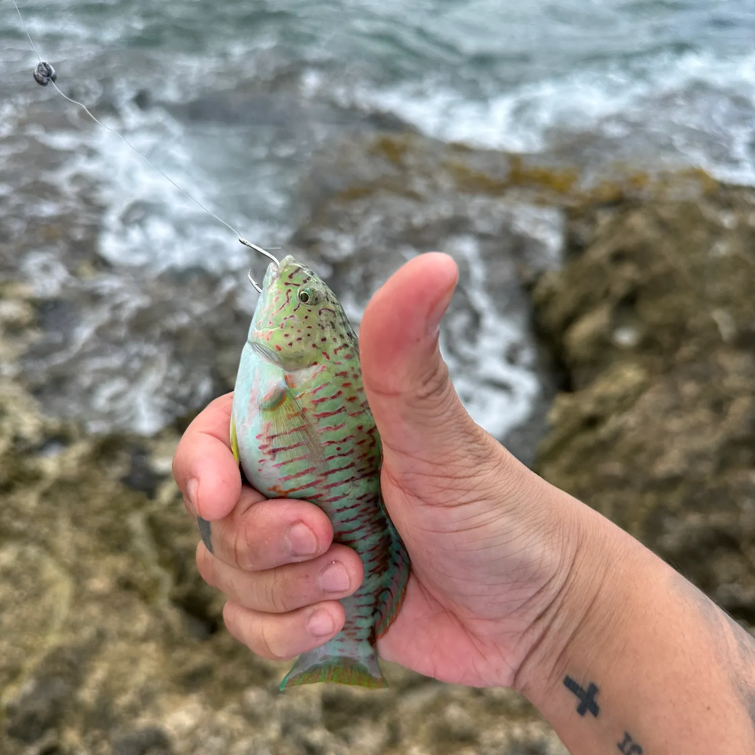 The most recent Surge wrasse catches on Fishbrain