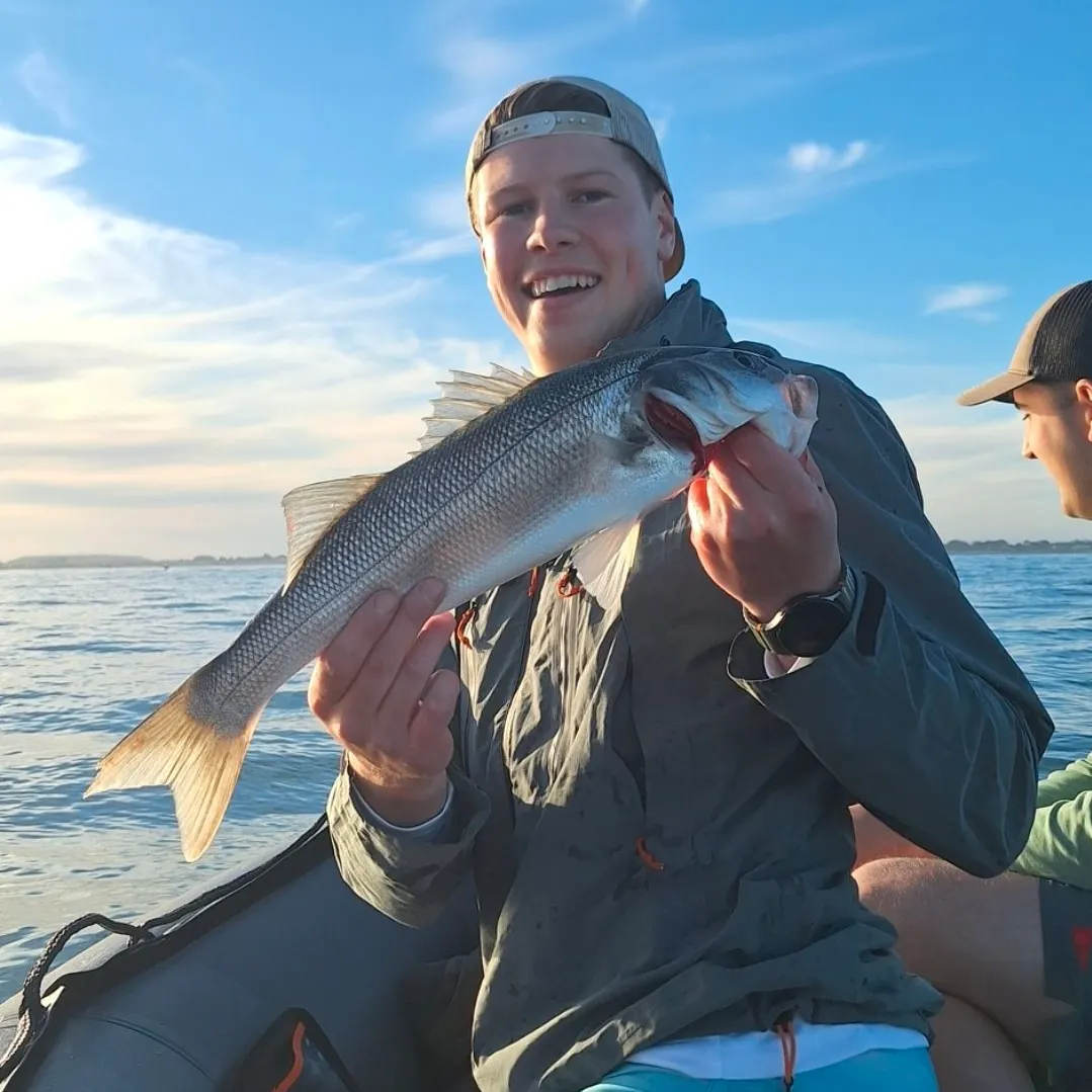 The most recent European seabass catches on Fishbrain