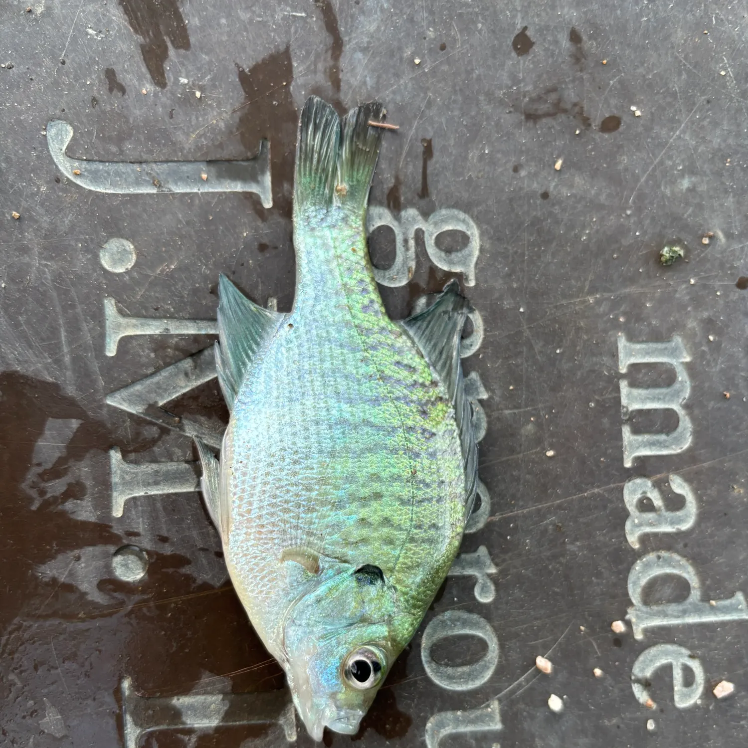 The most recent Redear x bluegill catches on Fishbrain