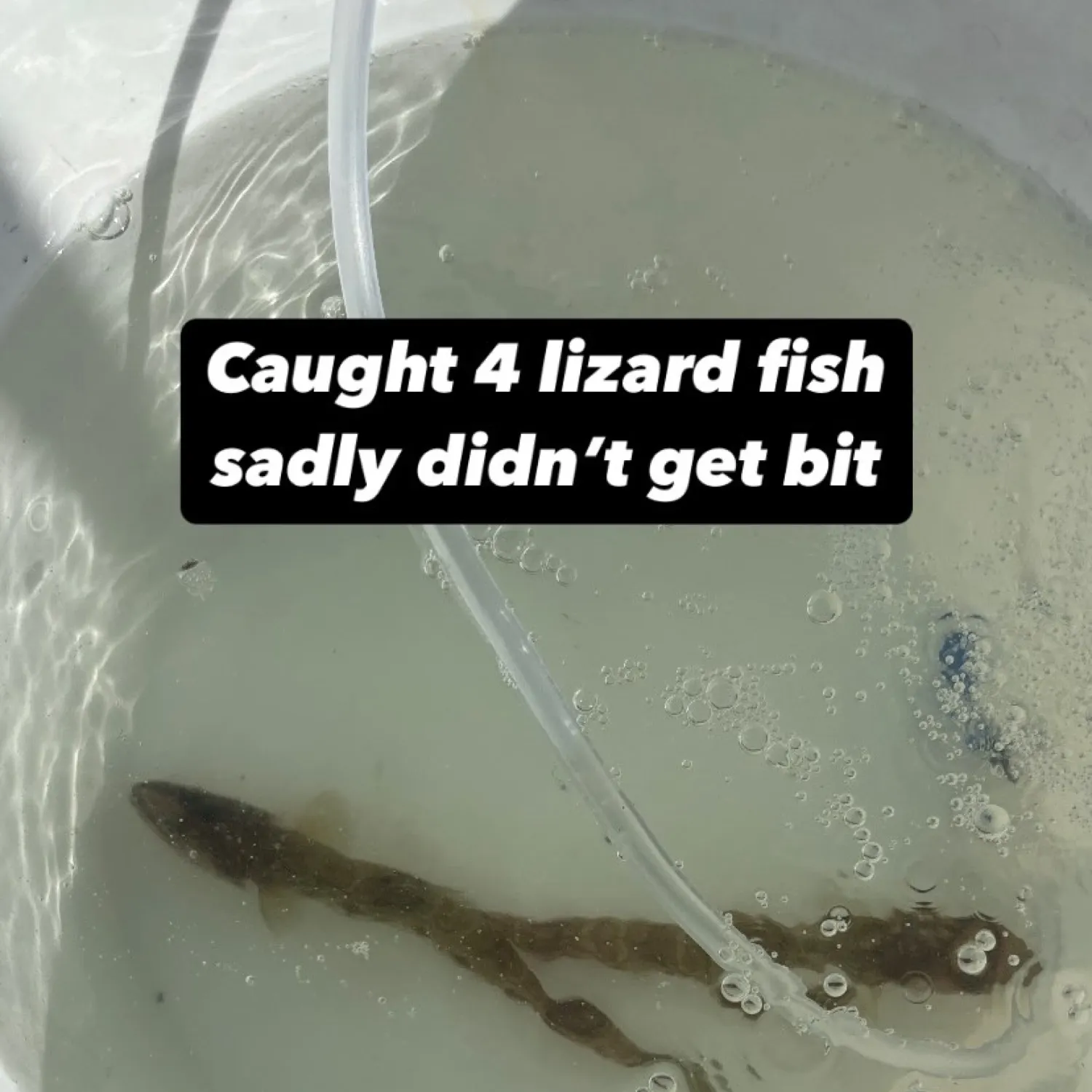 The most recent Offshore lizardfish catches on Fishbrain