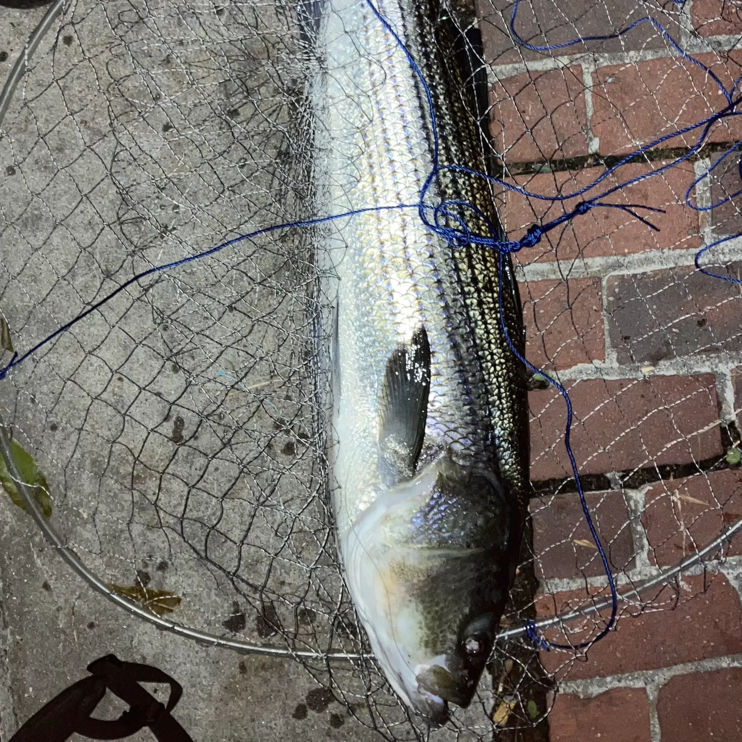 Striped bass caught on Fishbrain