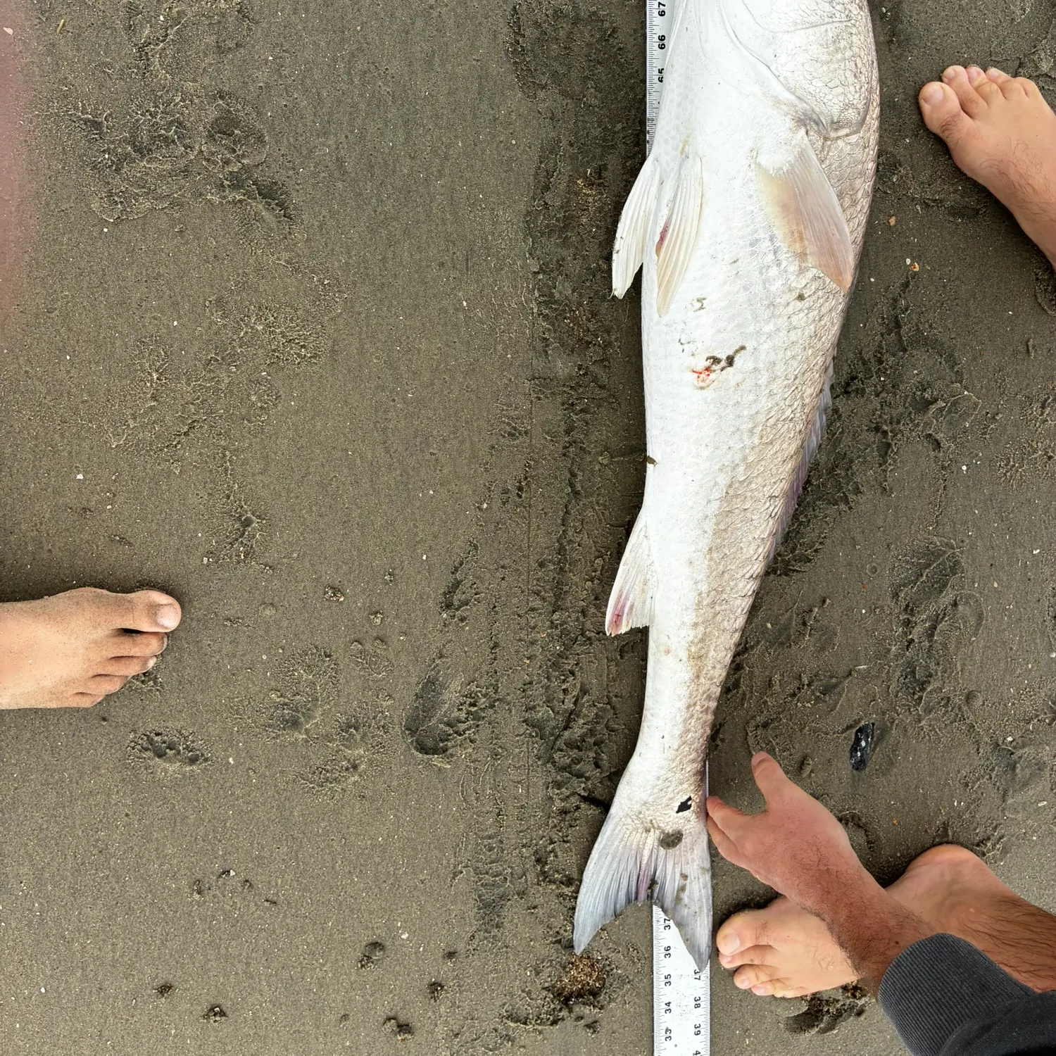 Red drum caught on Fishbrain
