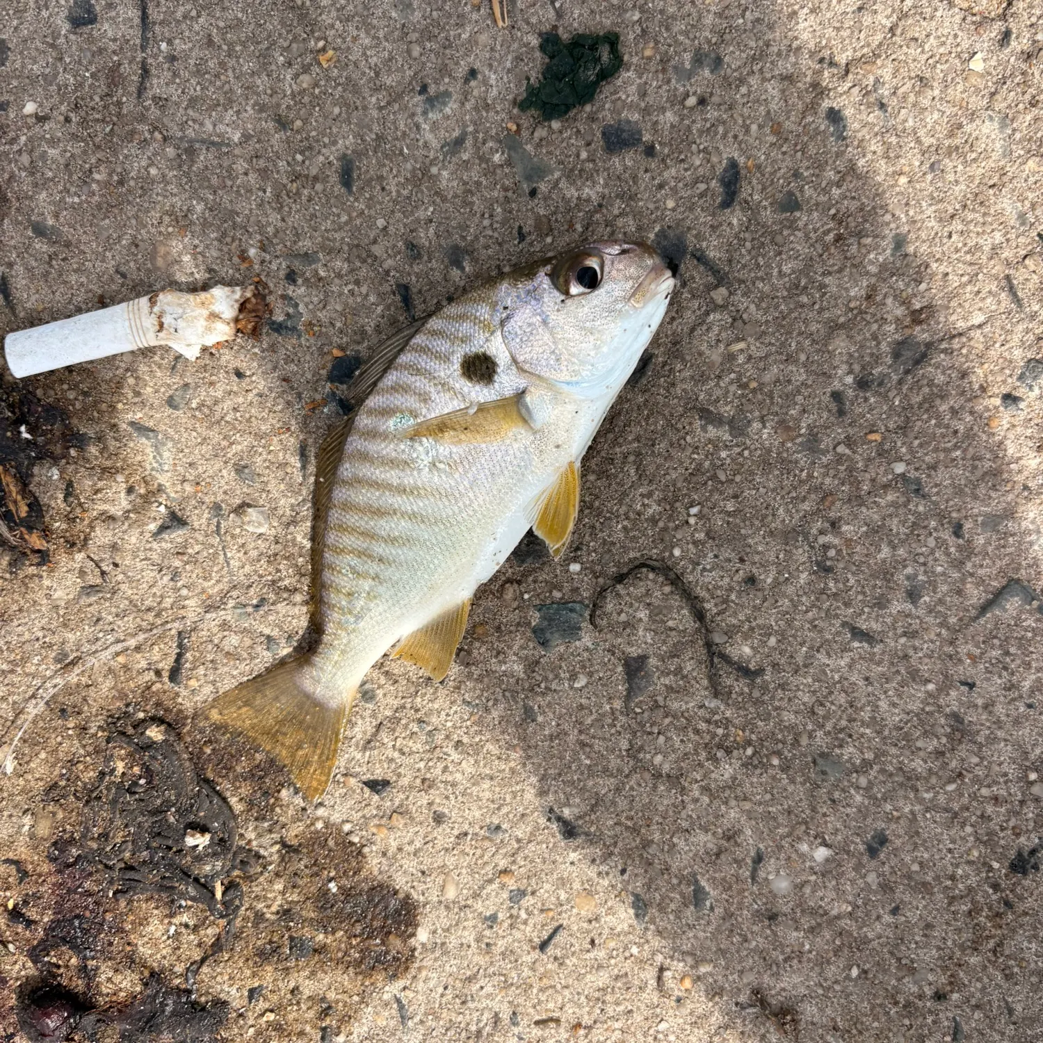 Spot croaker caught on Fishbrain