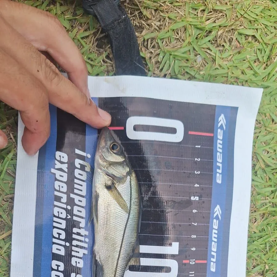 The most recent Fat snook catches on Fishbrain