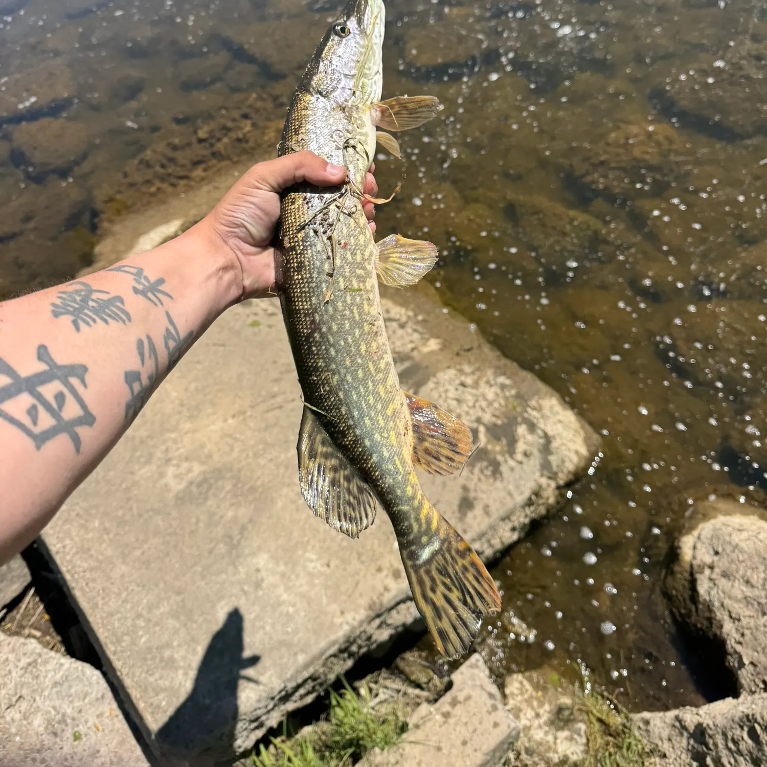 recently logged catches