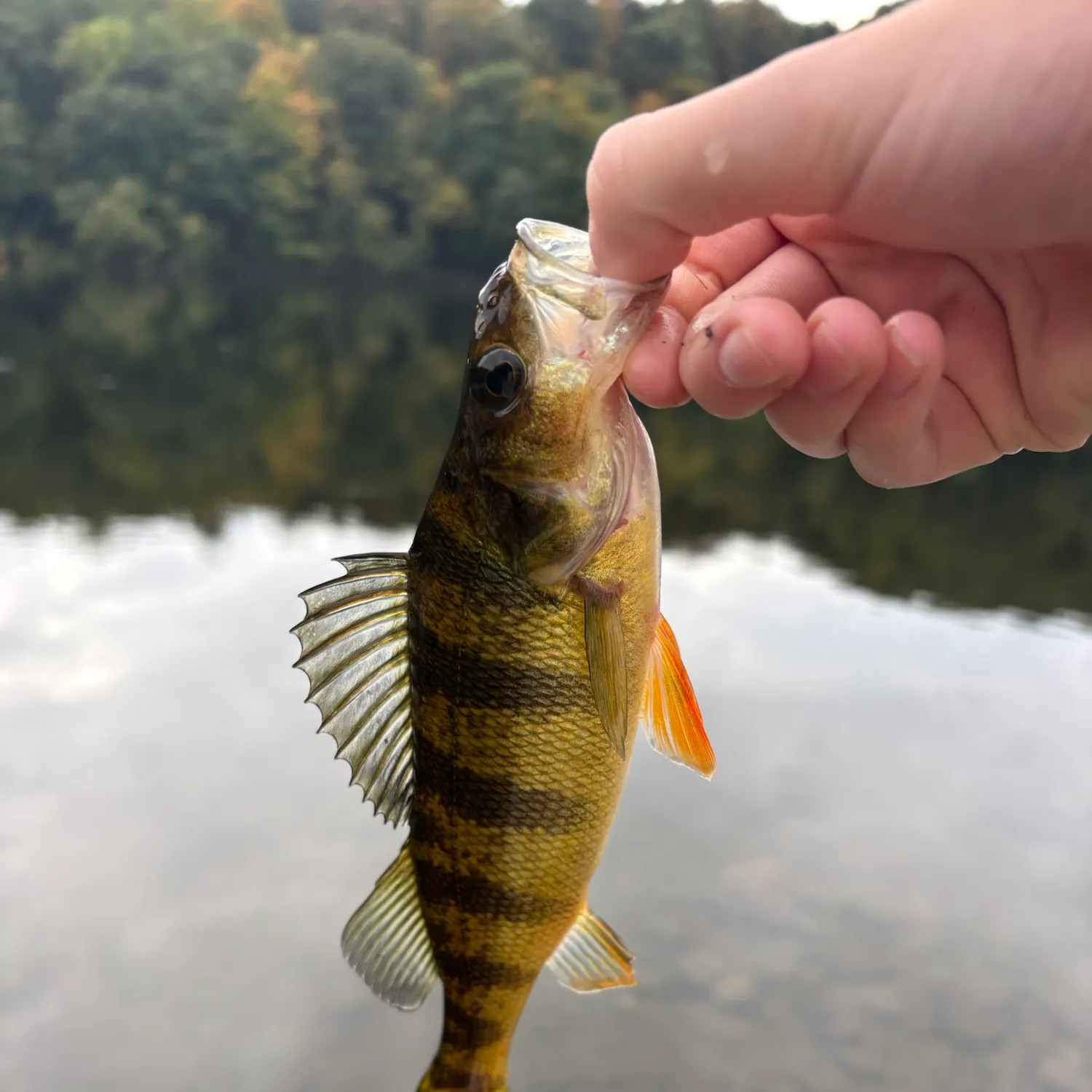 Yellow perch caught on Fishbrain