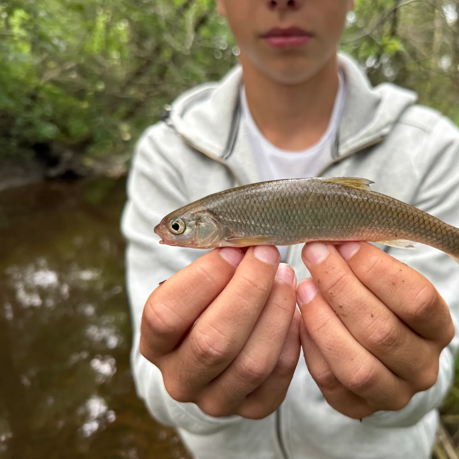 The most recent Common dace catches on Fishbrain