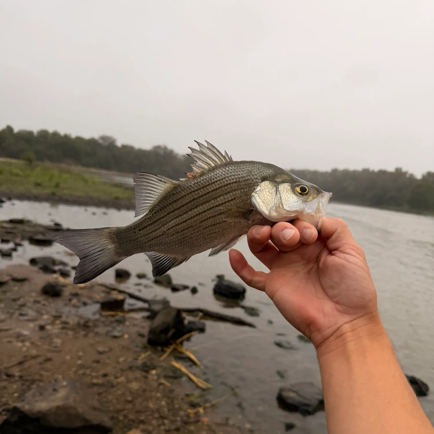 White bass caught on Fishbrain