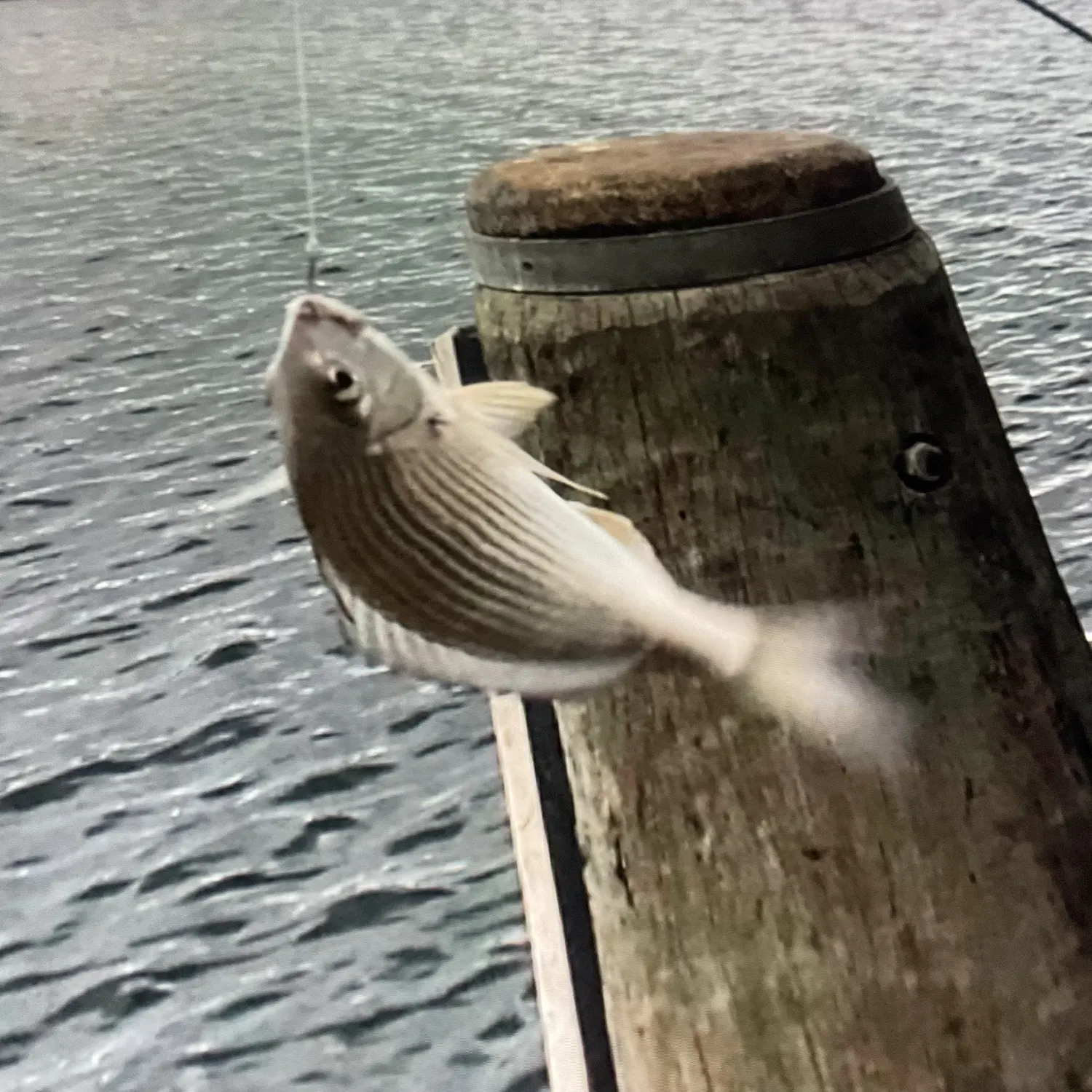 Surf bream caught on Fishbrain