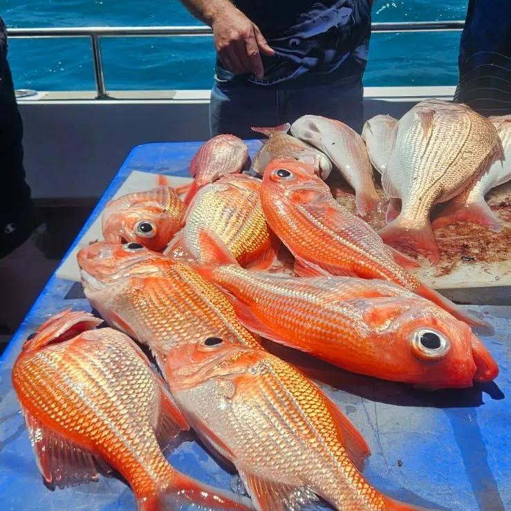 The most recent Malabar blood snapper catches on Fishbrain