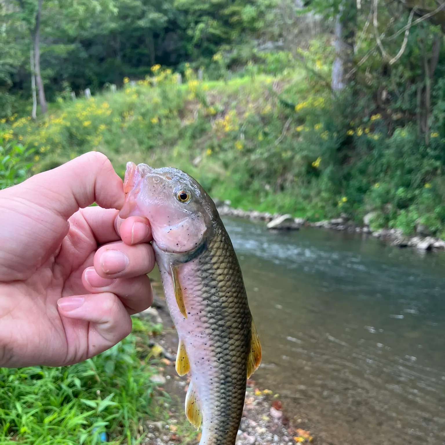 The most recent River chub catches on Fishbrain