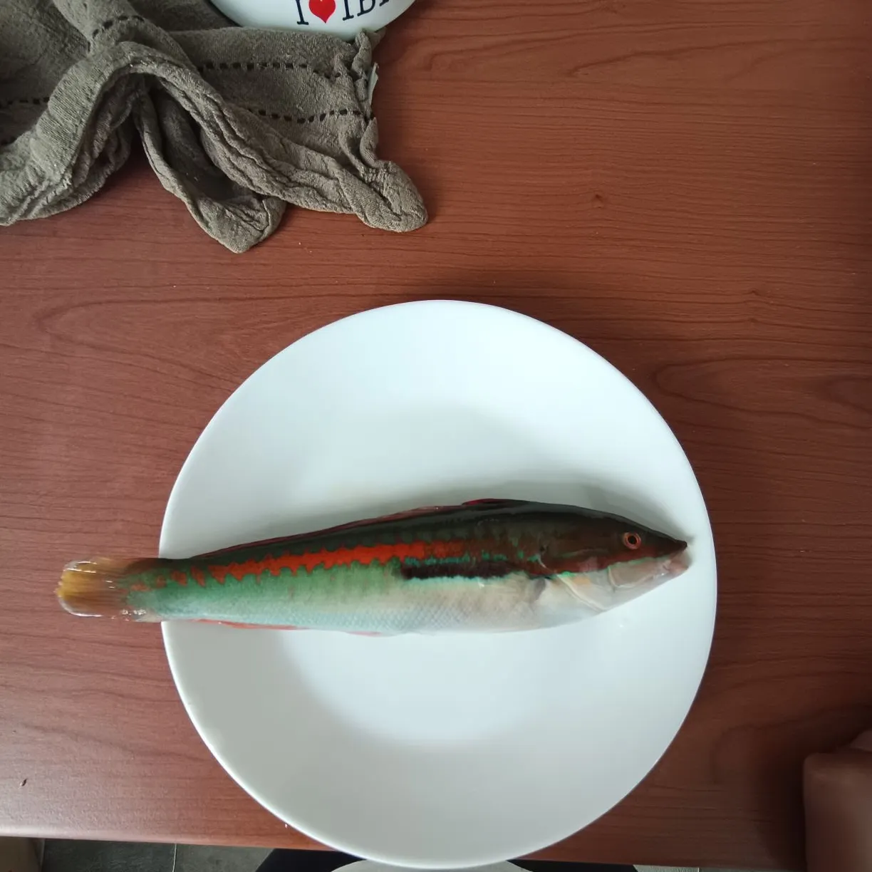 The most recent Mediterranean rainbow wrasse catches on Fishbrain