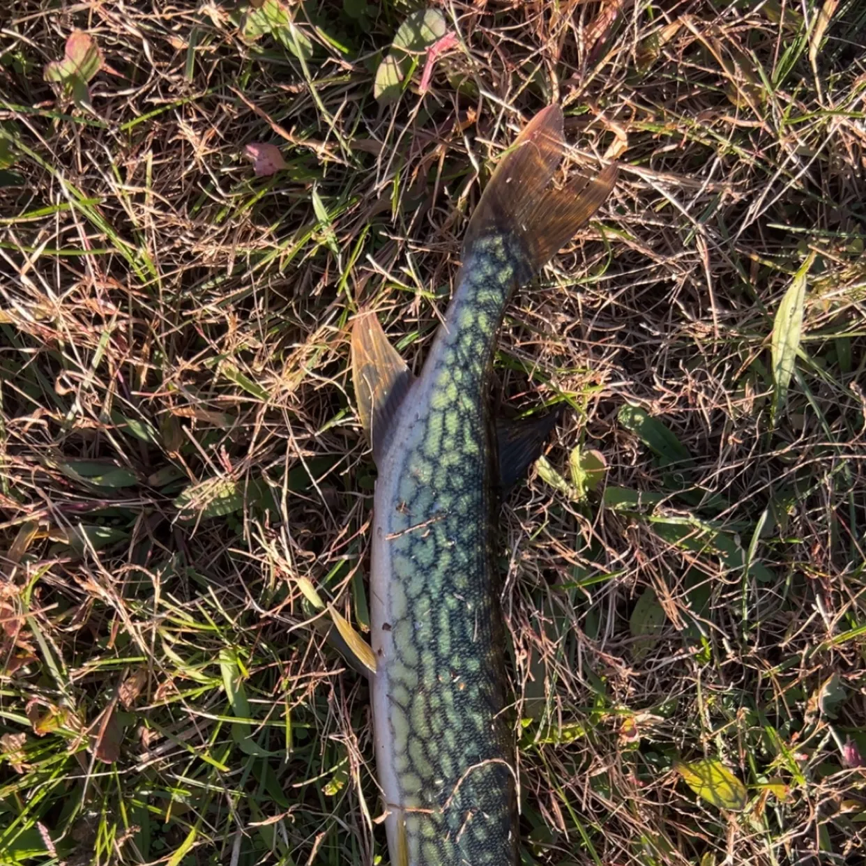 Chain pickerel caught on Fishbrain