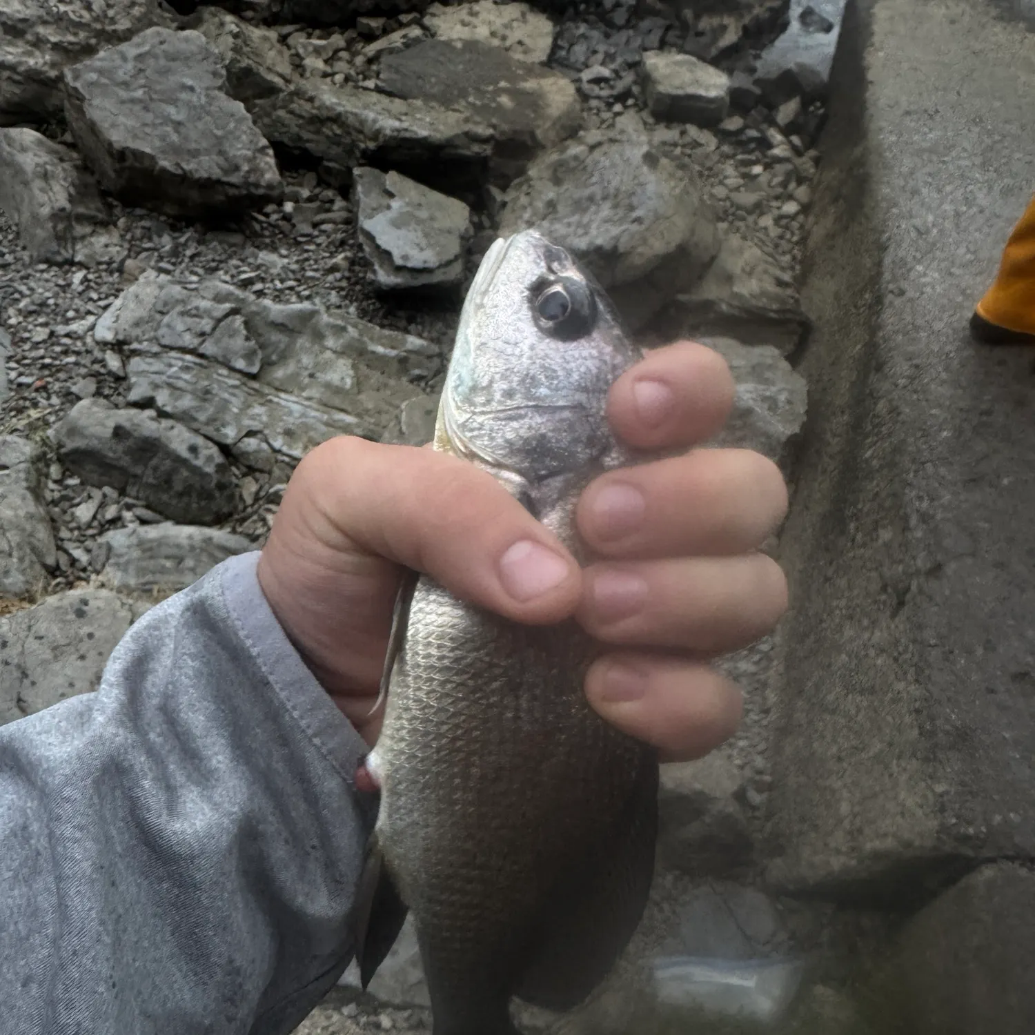 Freshwater drum caught on Fishbrain