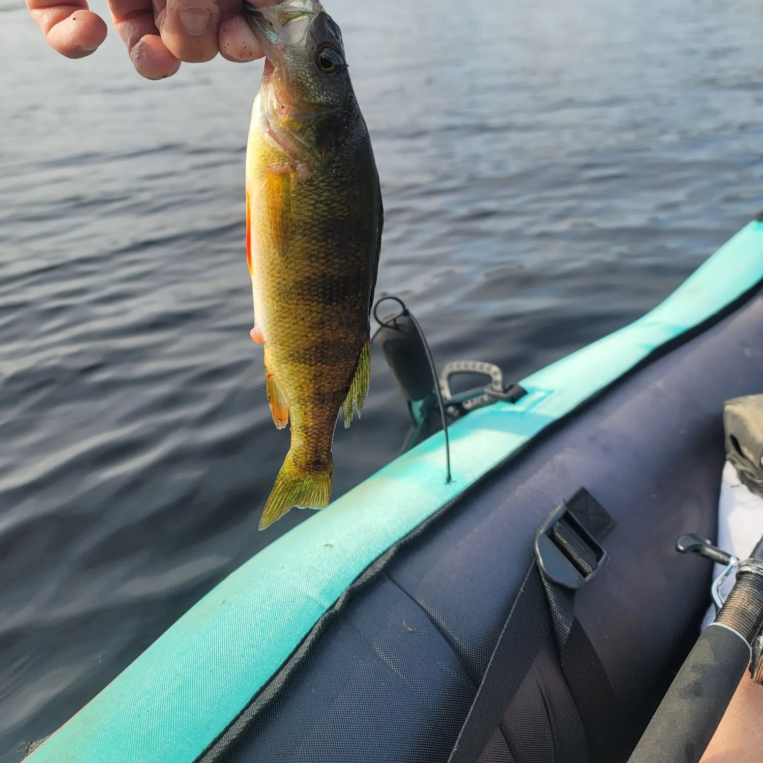 Yellow perch caught on Fishbrain