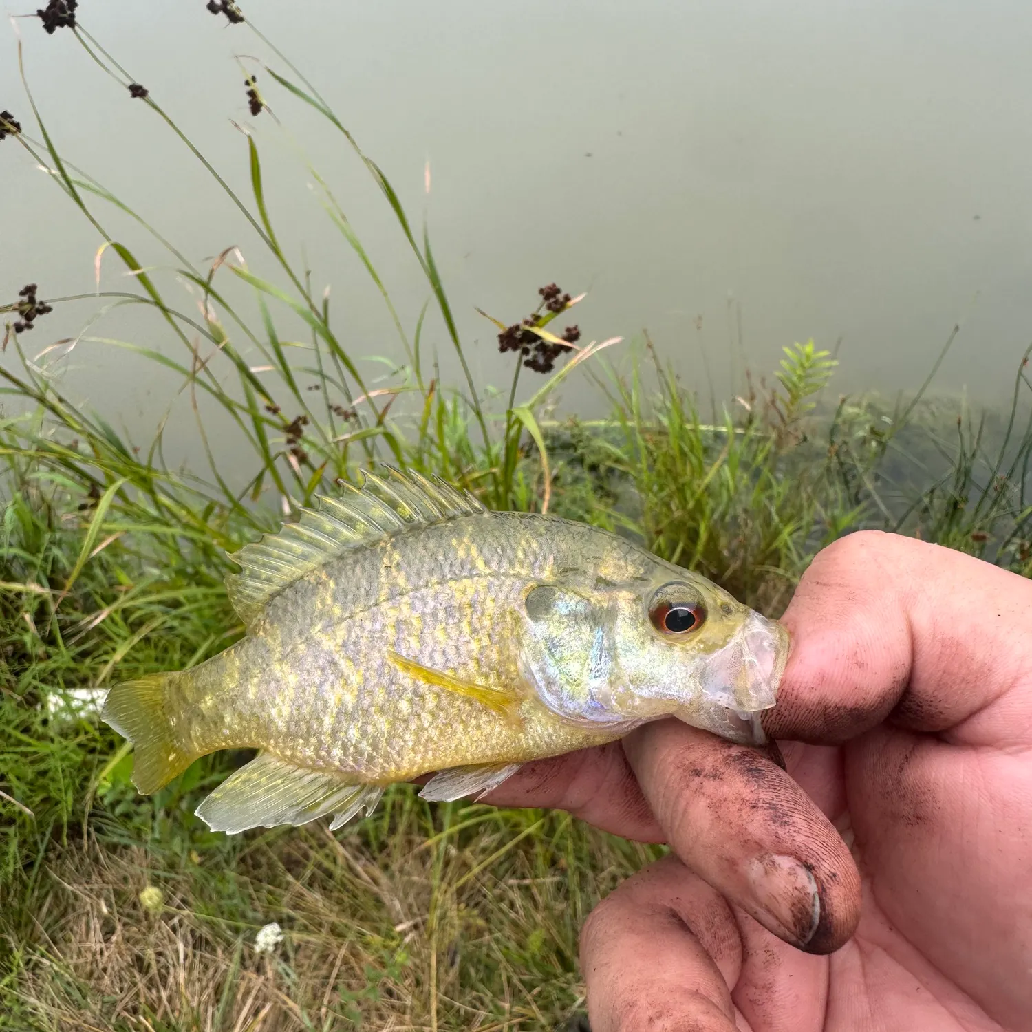 Warmouth caught on Fishbrain