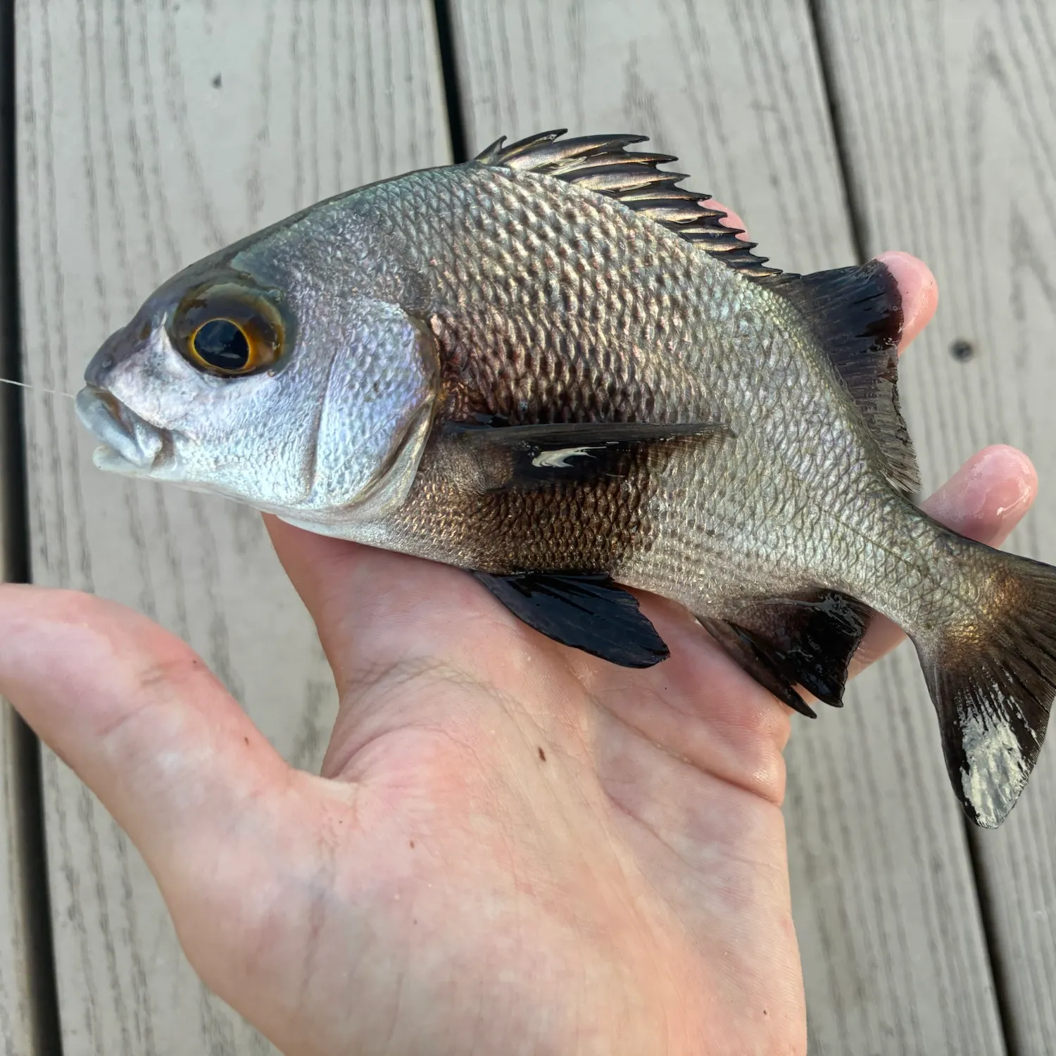 The most recent Black margate catches on Fishbrain