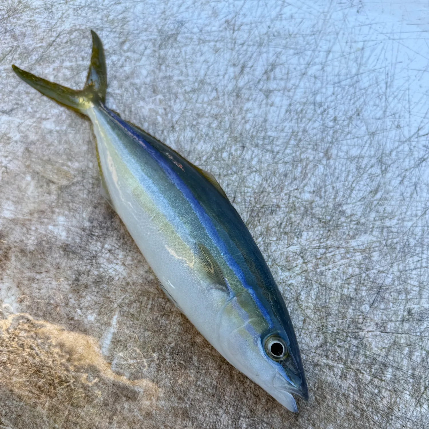 The most recent Rainbow runner catches on Fishbrain