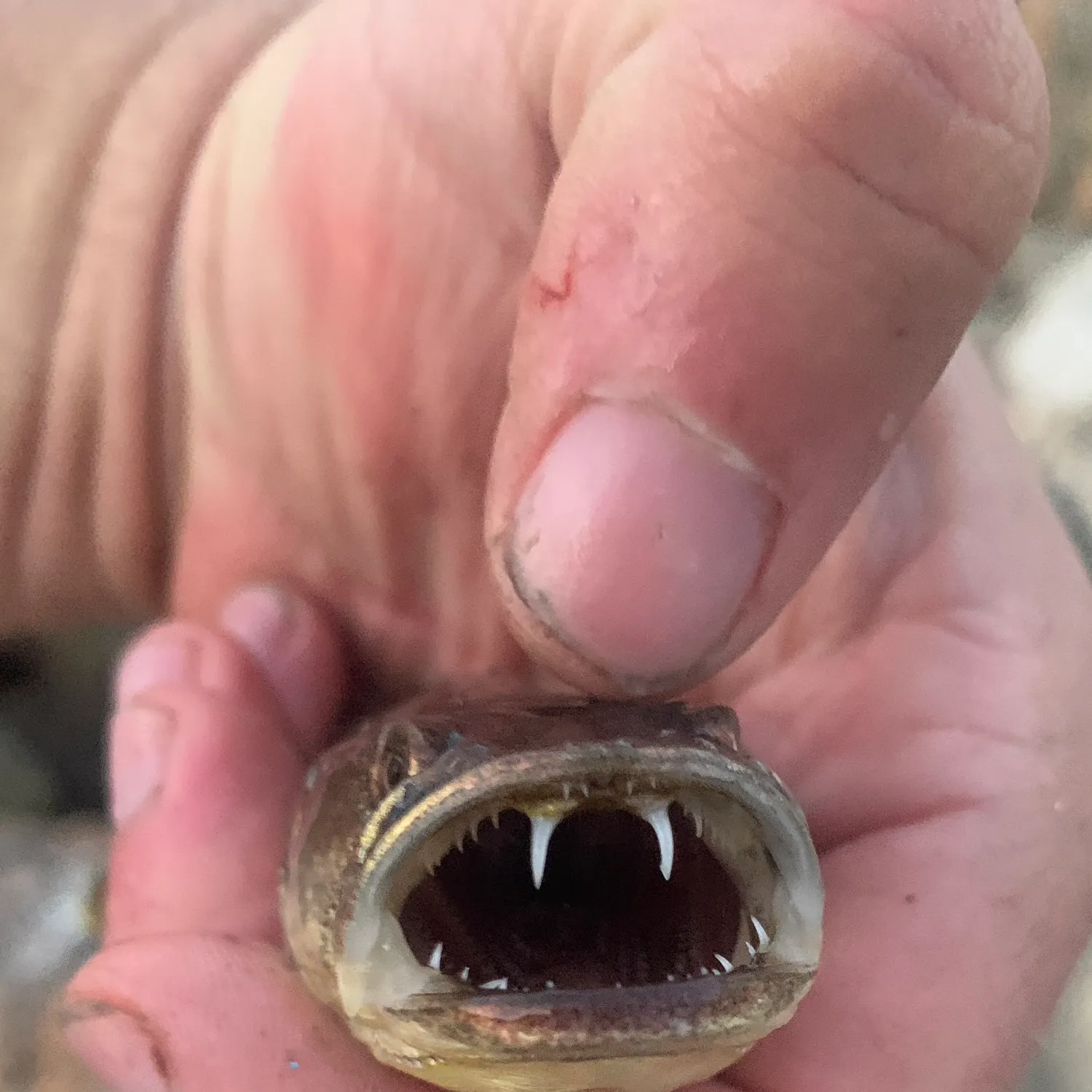 The most recent Plainfin midshipman catches on Fishbrain