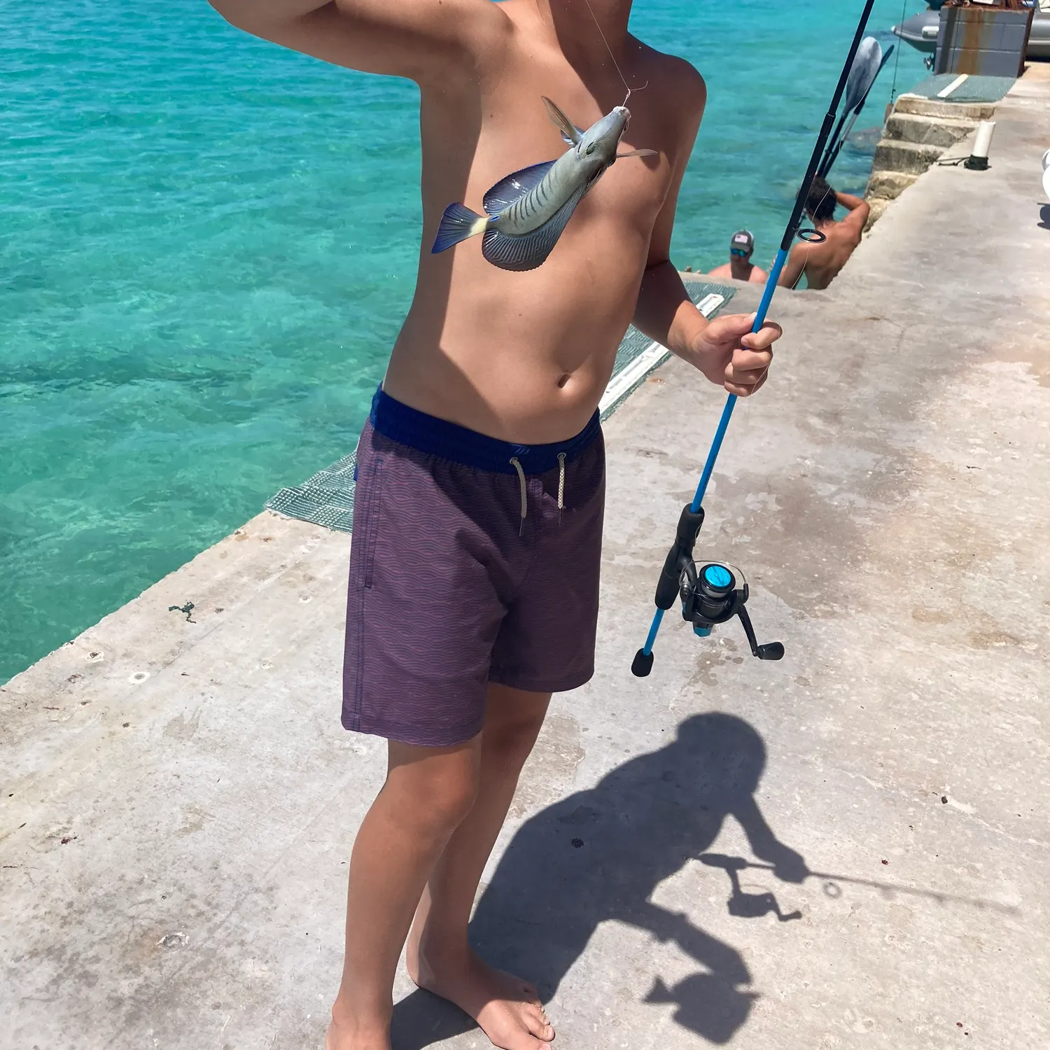 Grey triggerfish caught on Fishbrain