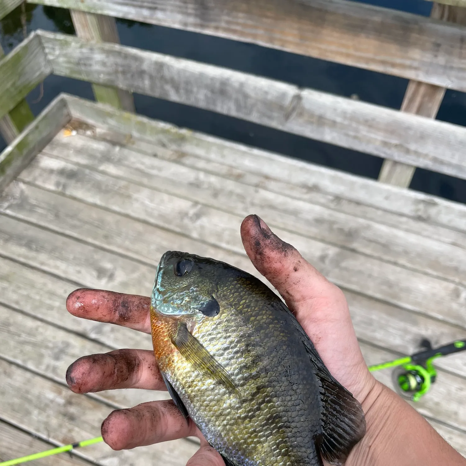 Bluegill caught on Fishbrain