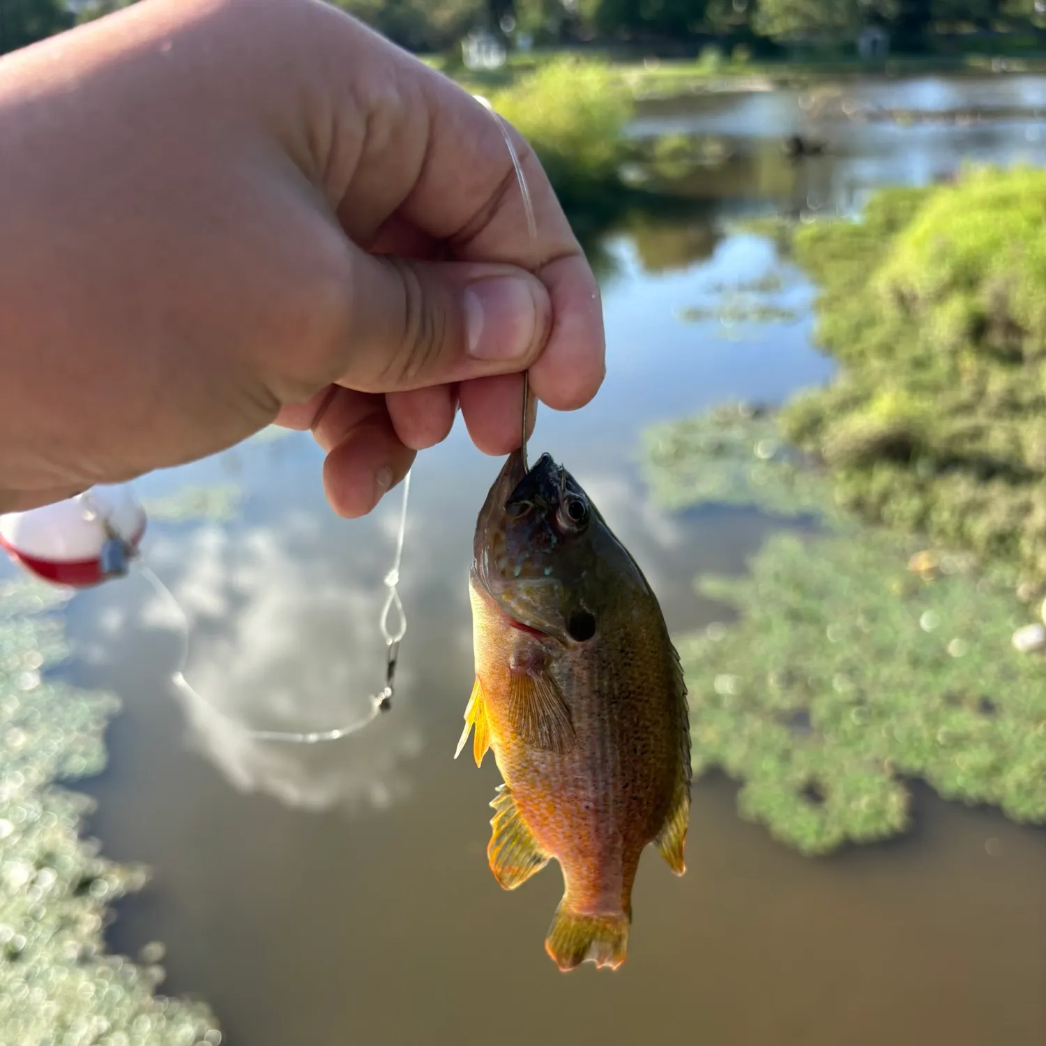 Greengill hybrid caught on Fishbrain