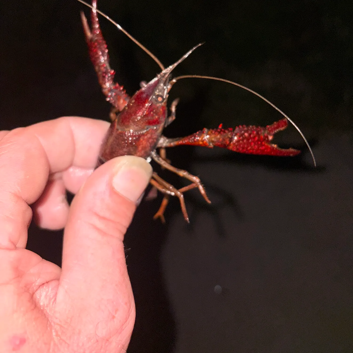 The most recent Northern clearwater crayfish catches on Fishbrain