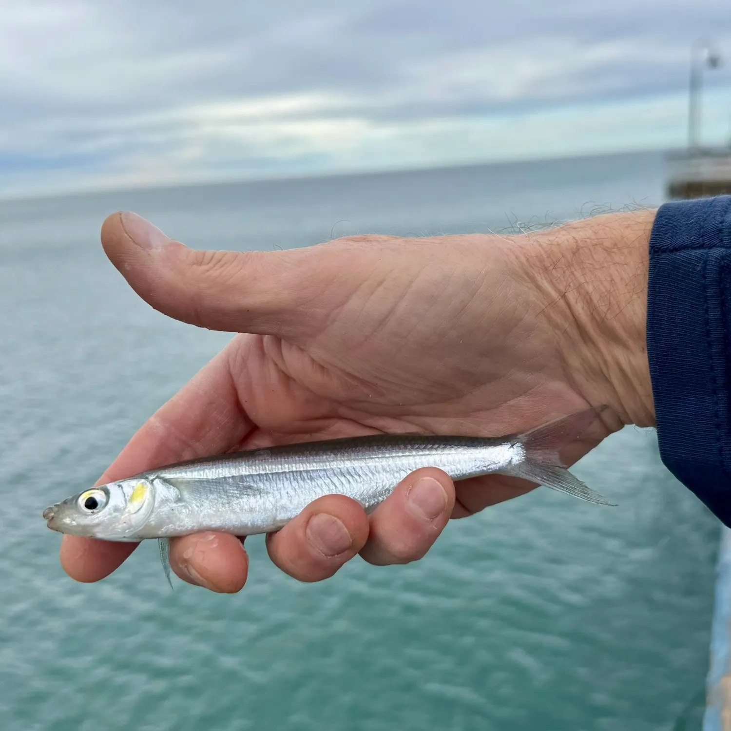 The most recent Barred surfperch catches on Fishbrain