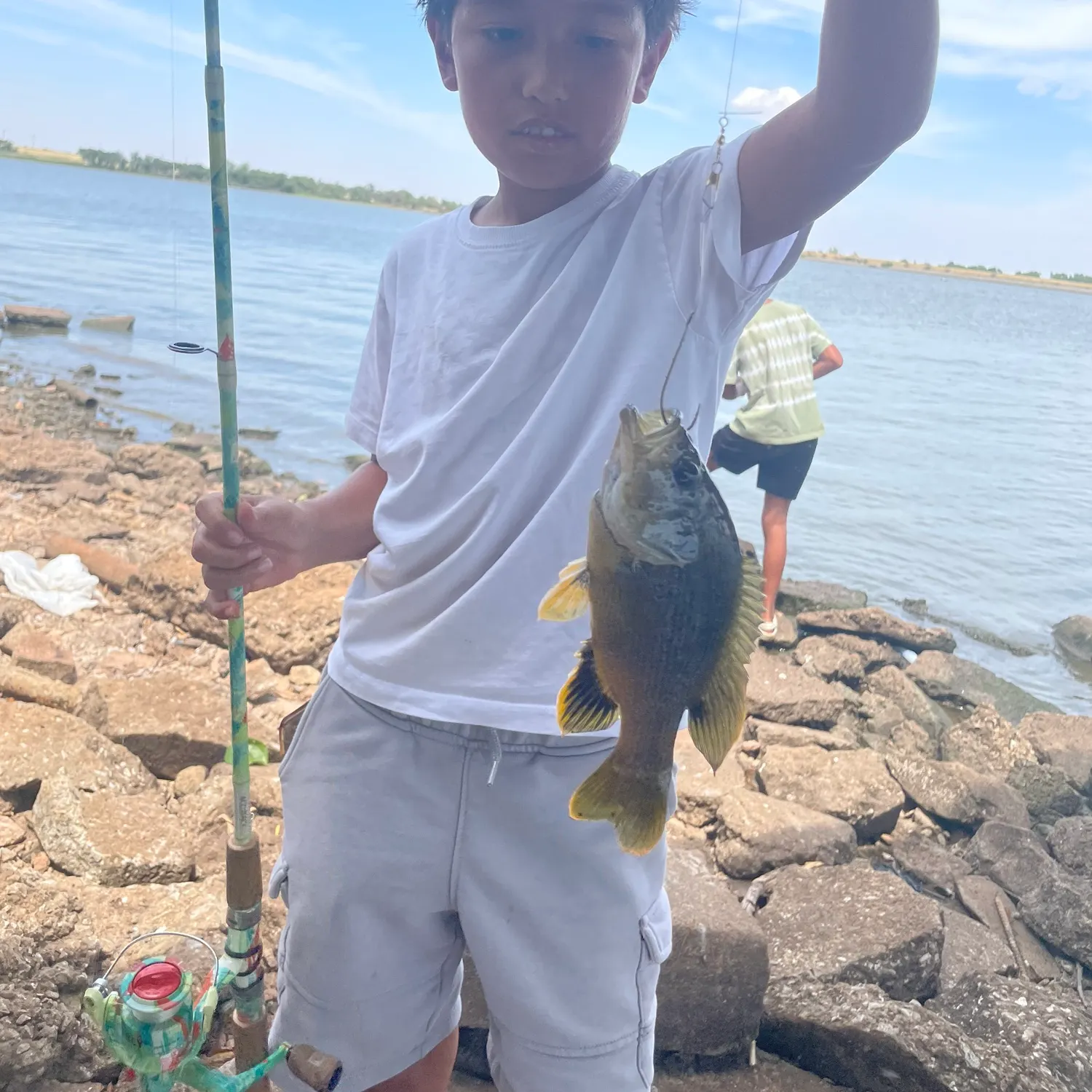 Greengill hybrid caught on Fishbrain