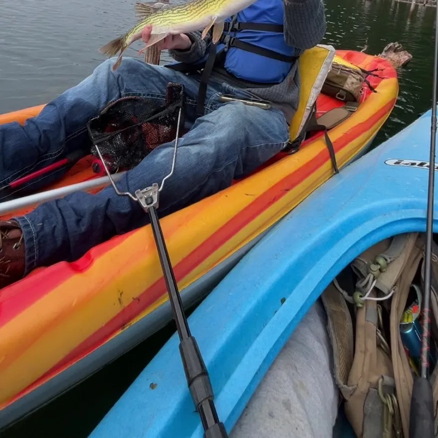 Chain pickerel caught on Fishbrain
