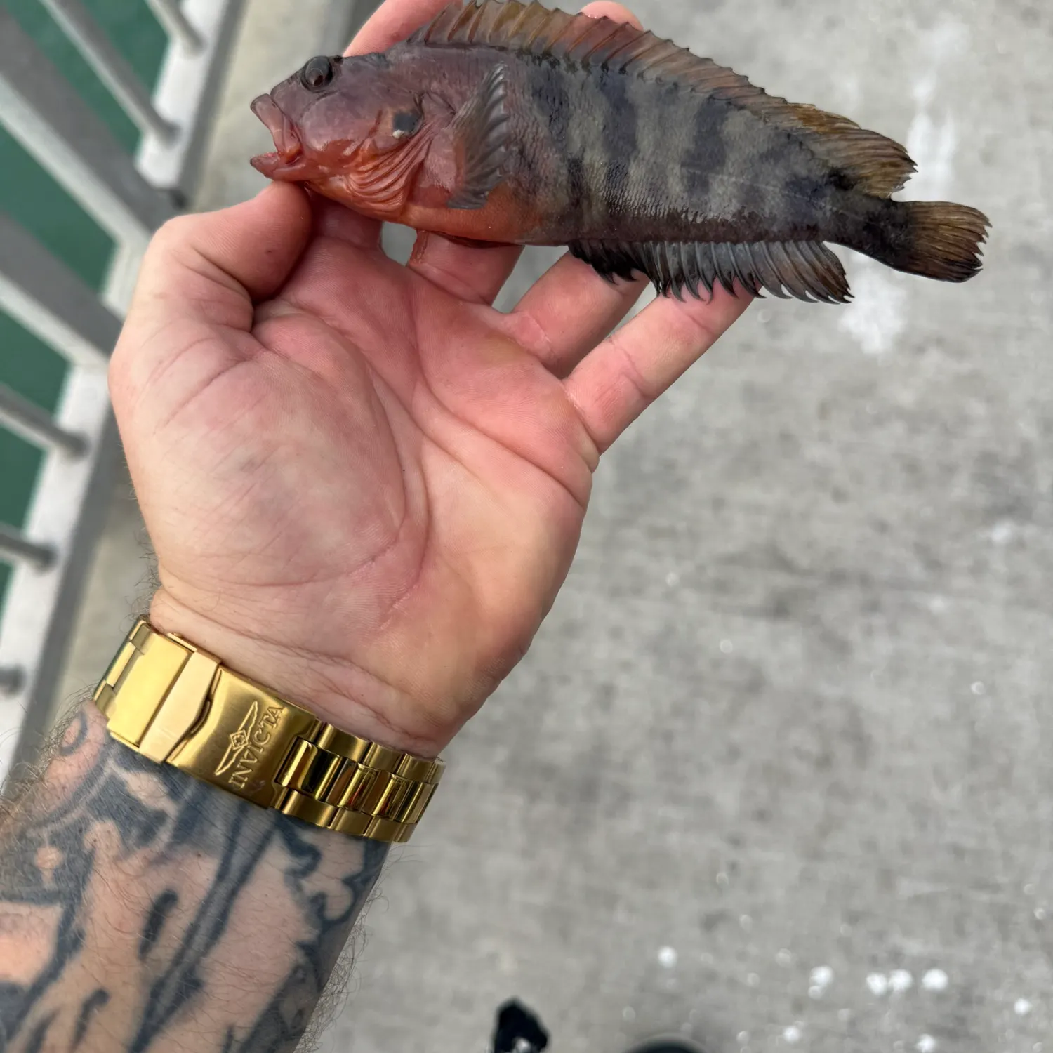 The most recent Masquerader hairy blenny catches on Fishbrain