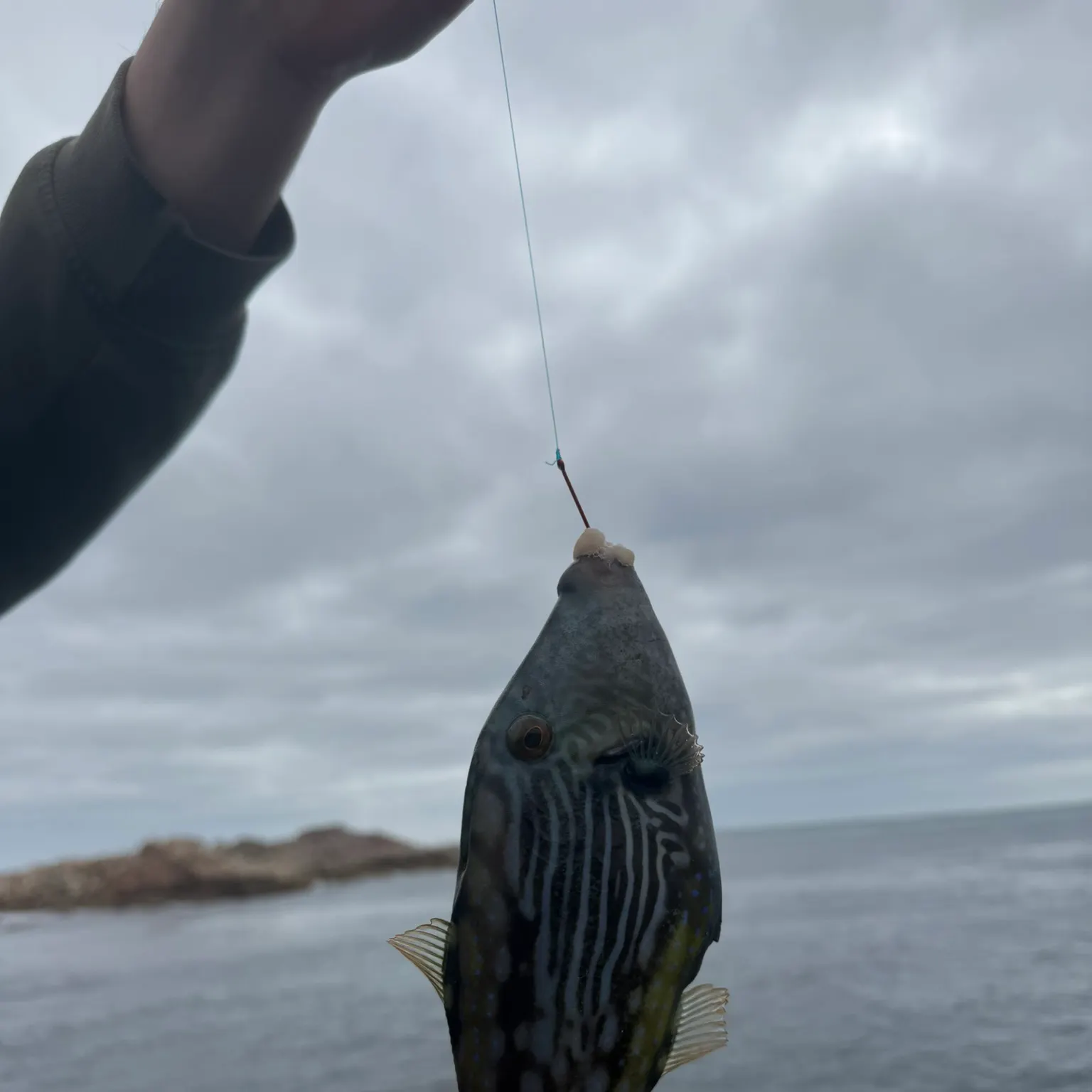 Six-spined leatherjacket caught on Fishbrain