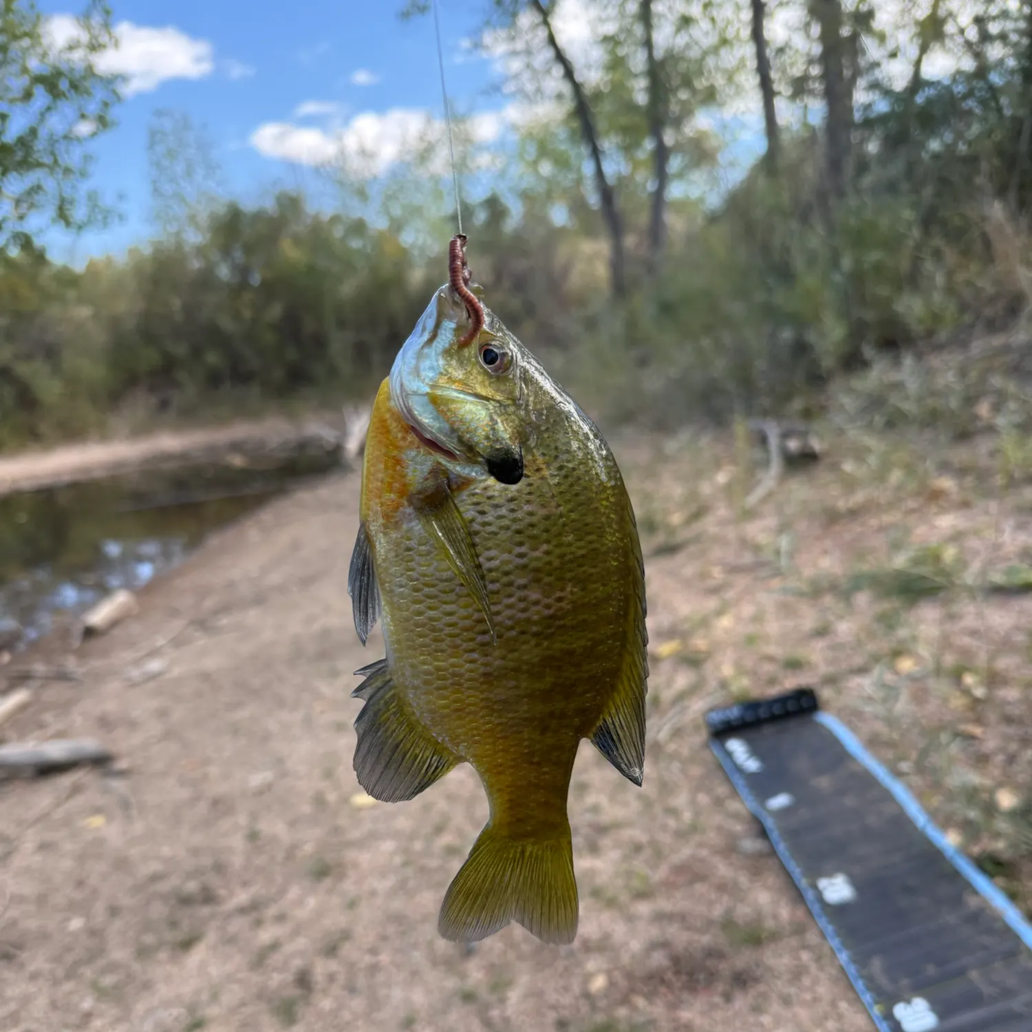 Bluegill caught on Fishbrain