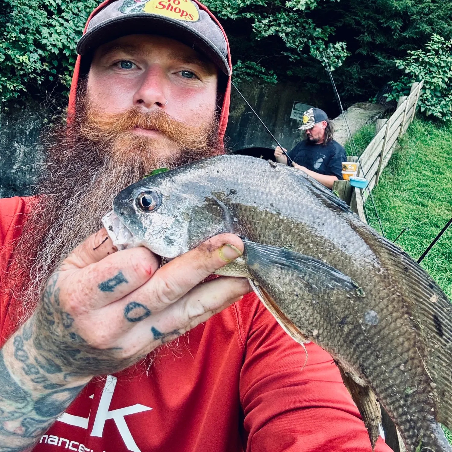 Freshwater drum caught on Fishbrain