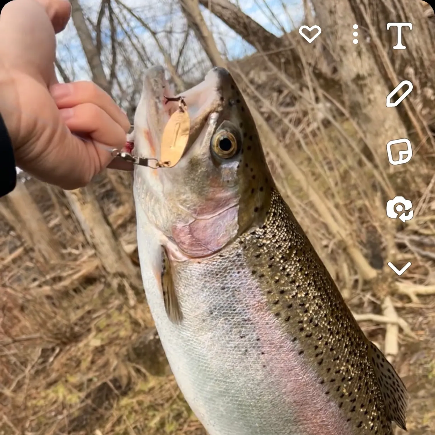 recently logged catches