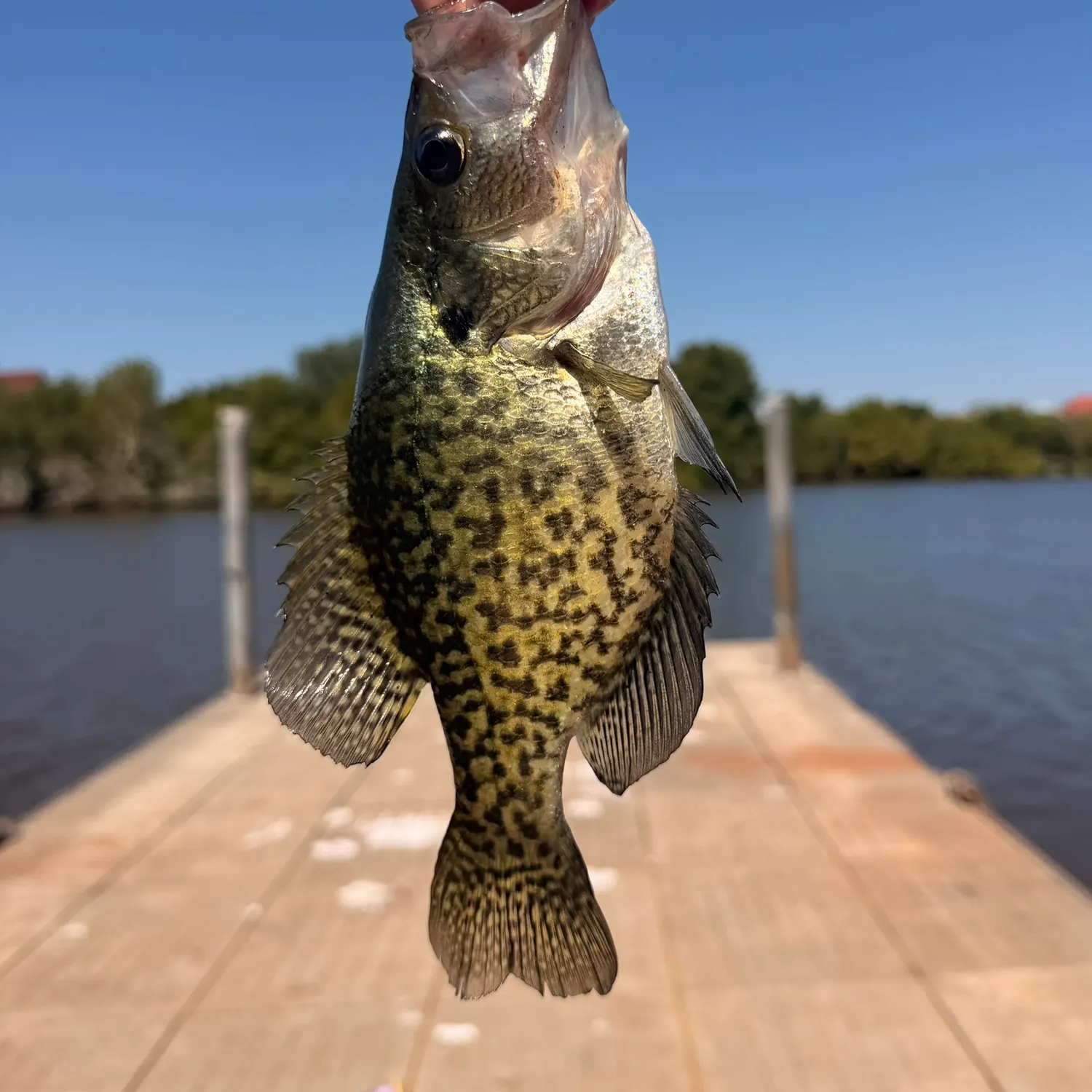 Black crappie caught on Fishbrain