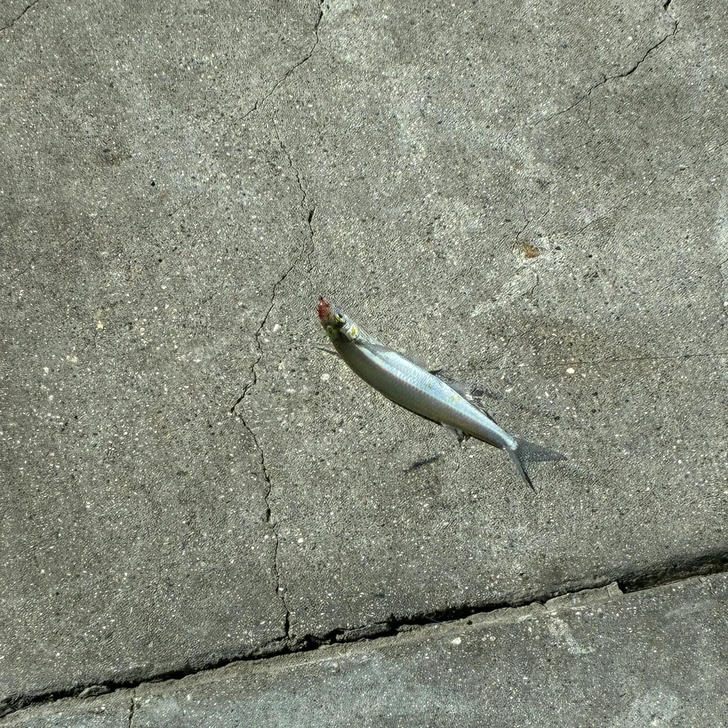 The most recent Surf smelt catches on Fishbrain