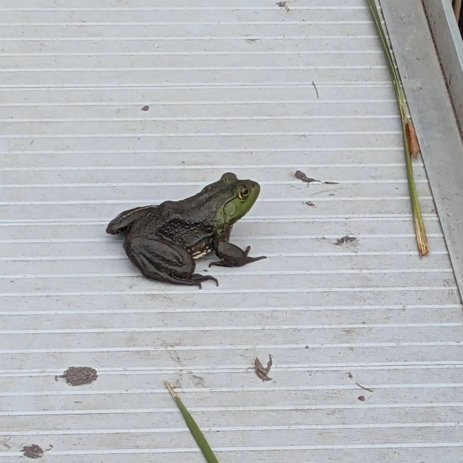 American bullfrog caught on Fishbrain