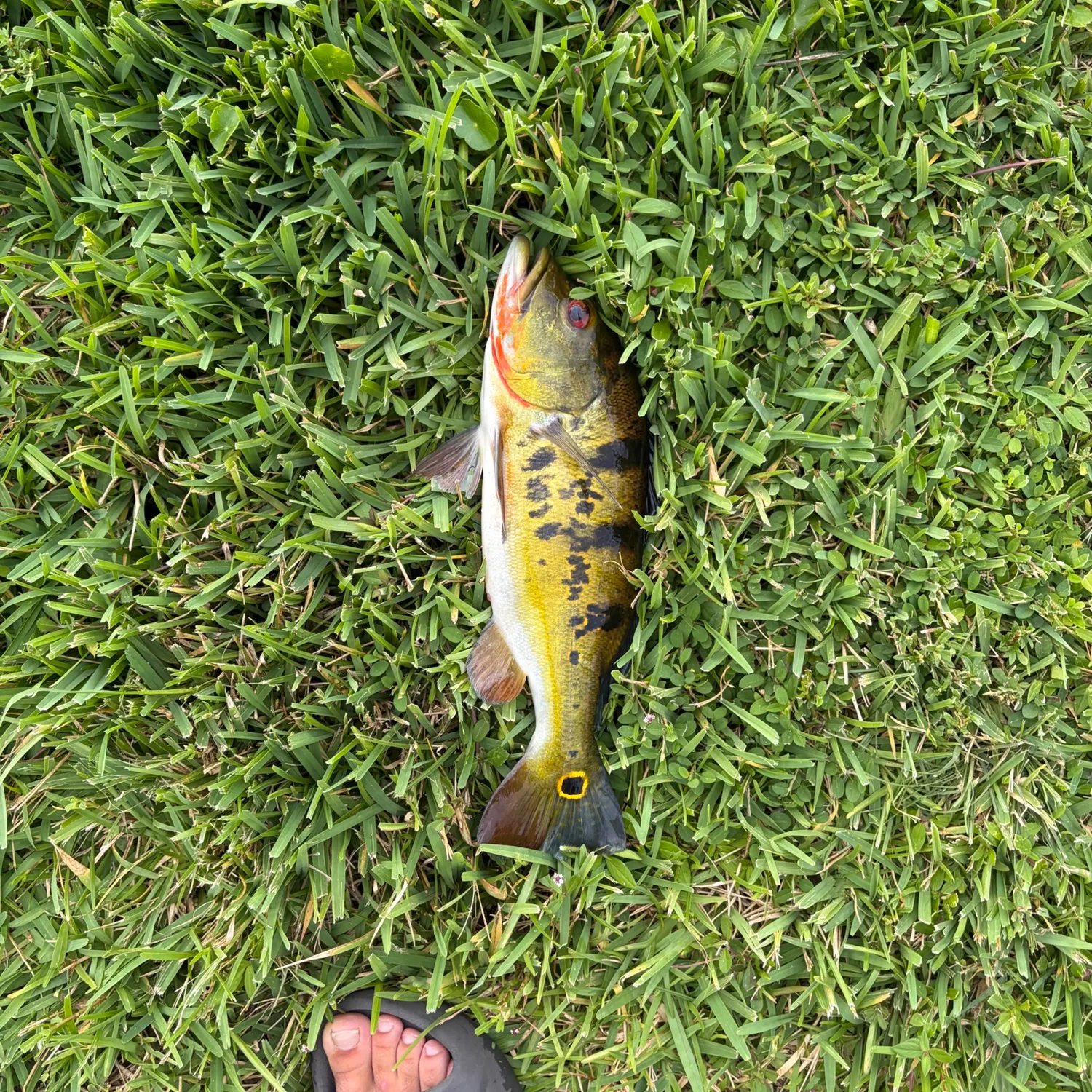 Butterfly peacock bass caught on Fishbrain