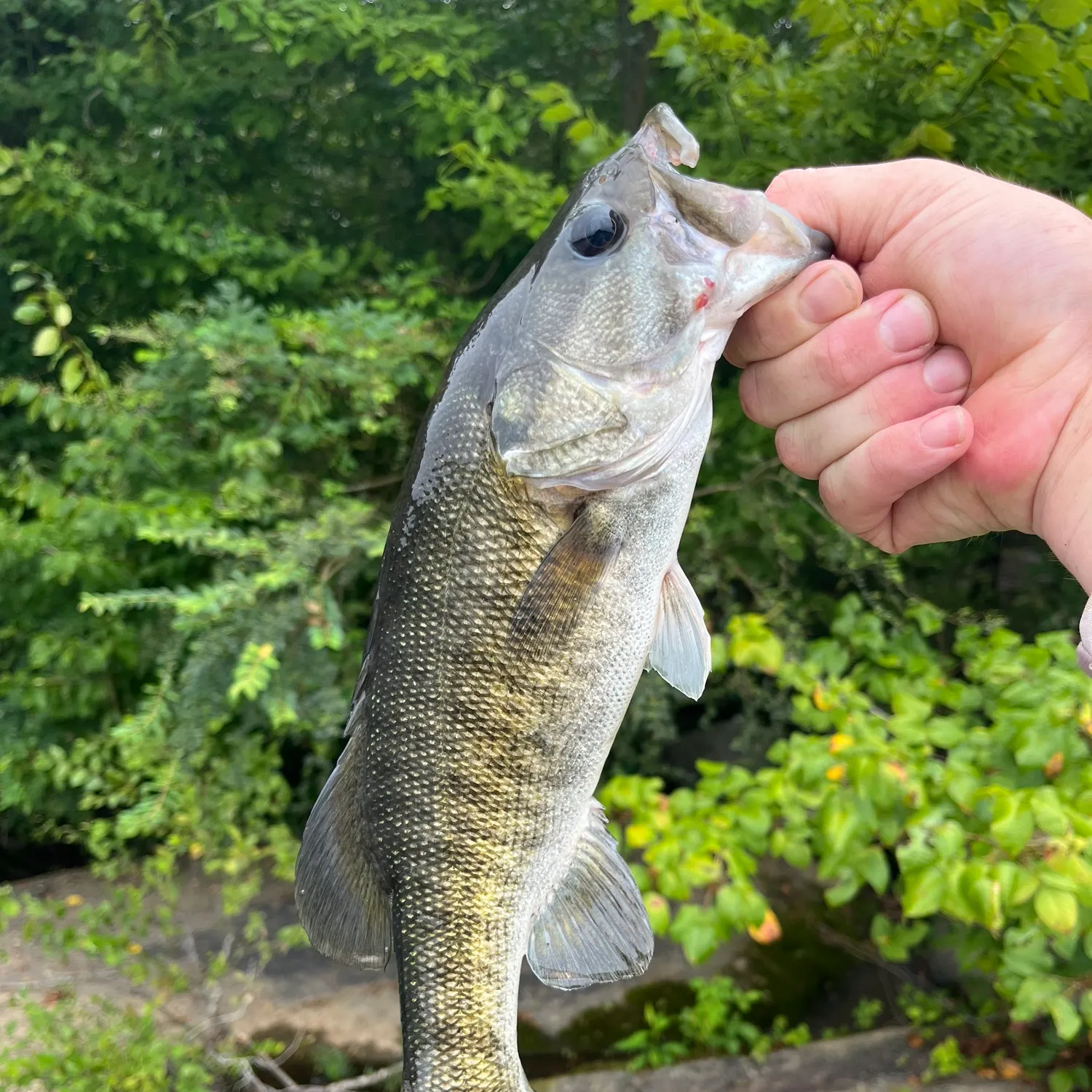 The most recent Shoal bass catches on Fishbrain