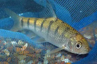 Taiwan stone minnow
