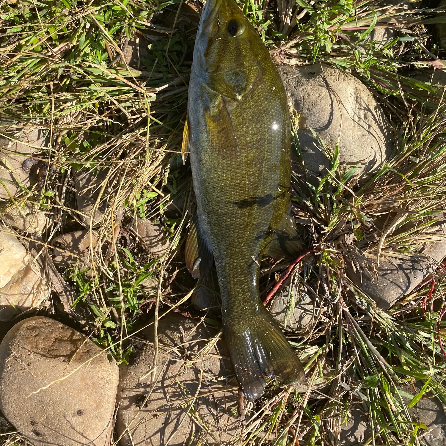 Smallmouth bass caught on Fishbrain