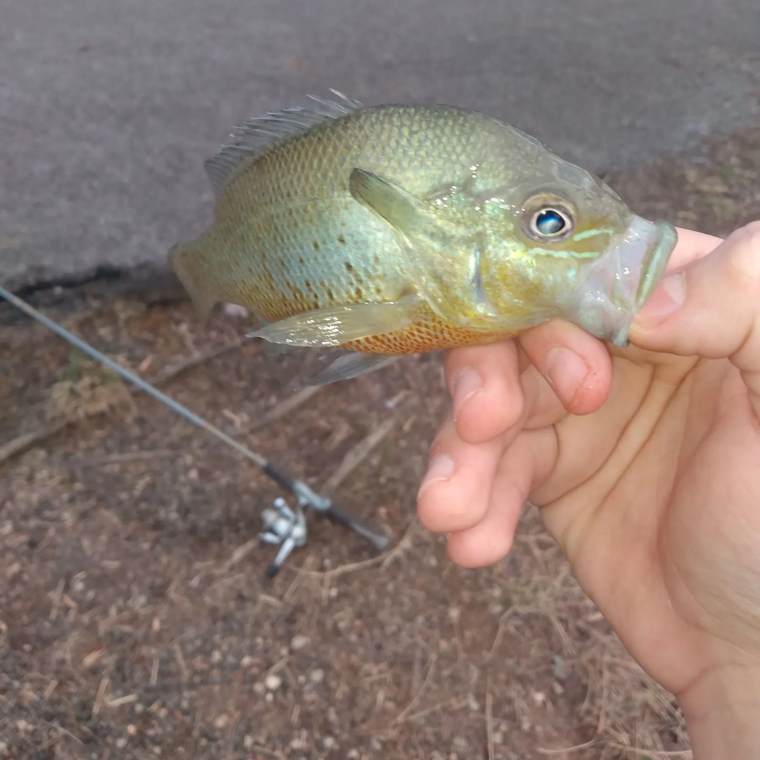 The most recent Redbreast sunfish catches on Fishbrain