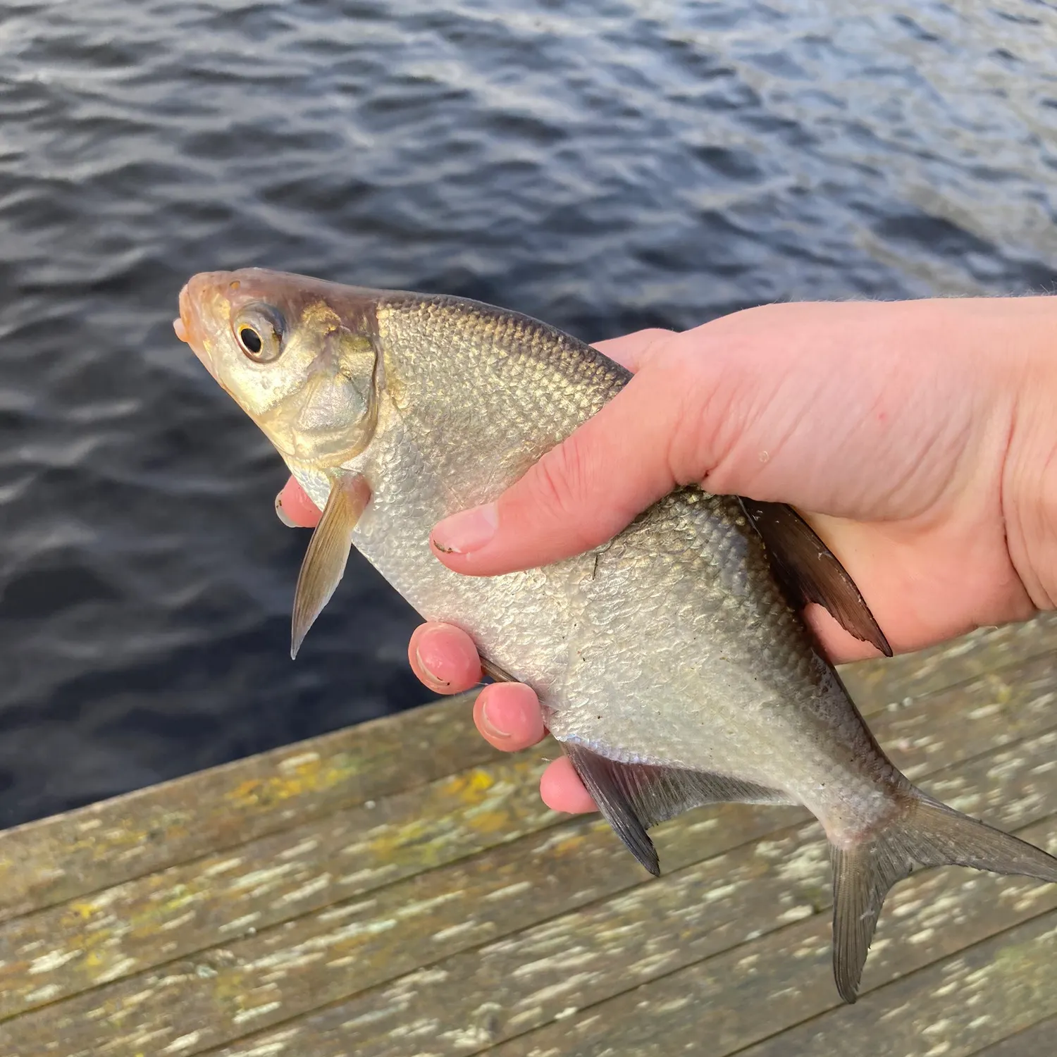 Common bream caught on Fishbrain
