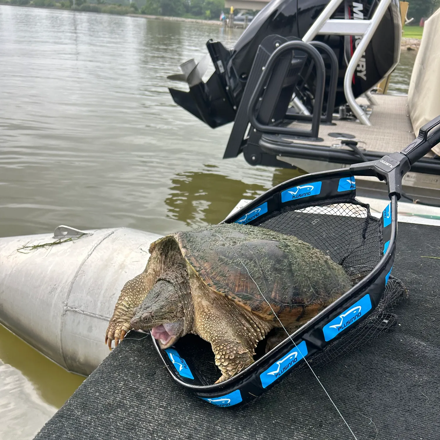 Common snapping turtle caught on Fishbrain