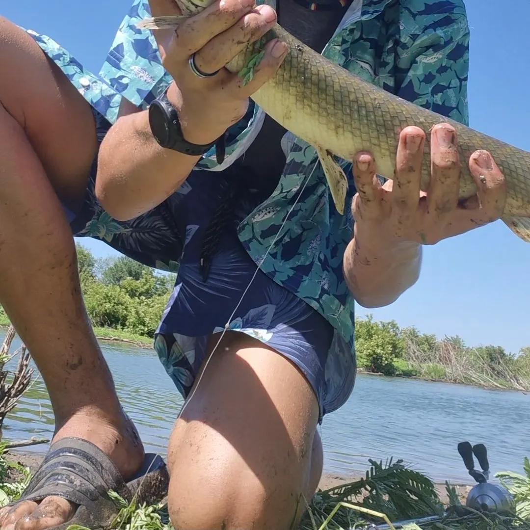 The most recent Spotted gar catches on Fishbrain