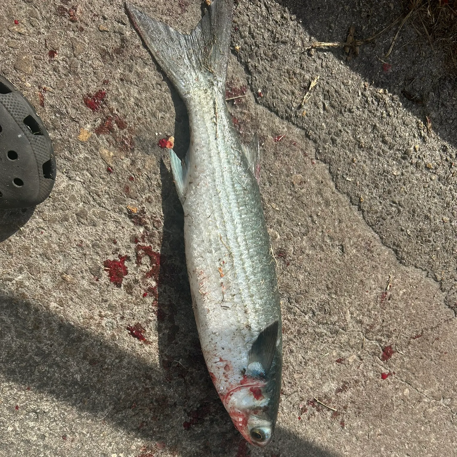The most recent Striped mullet catches on Fishbrain